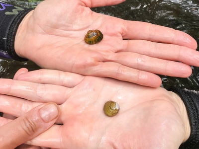 Asian clam