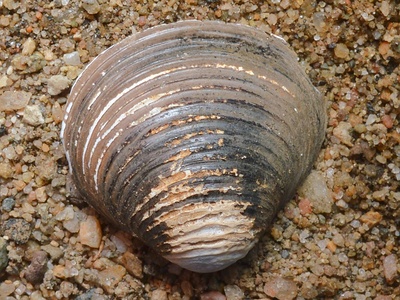 Asian clam