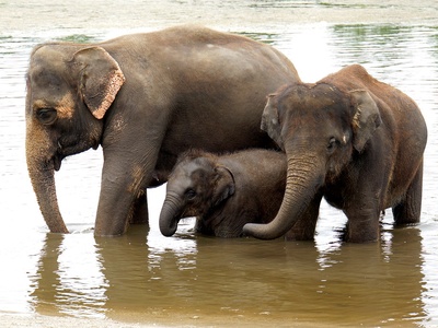 Asian Elephant