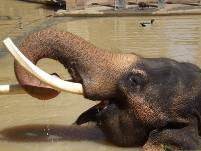 Asian elephant
