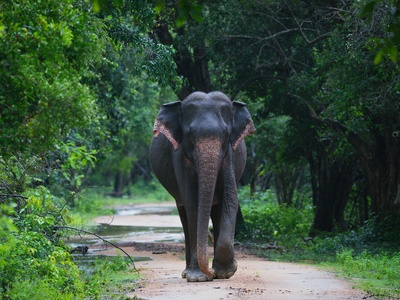 Asian elephant