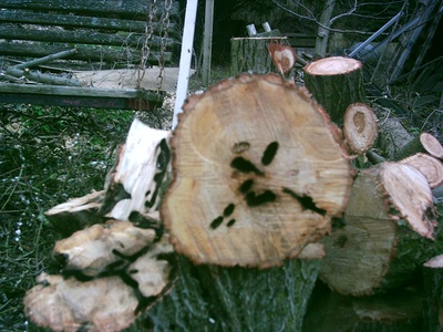 Asian longhorned beetle