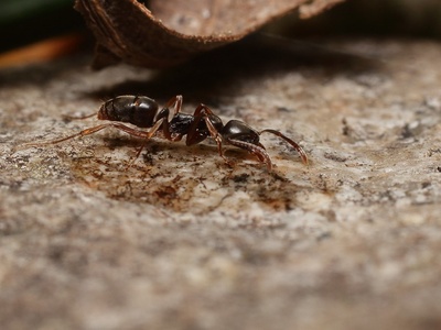 Asian Needle Ant