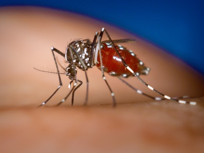 Asian tiger mosquito
