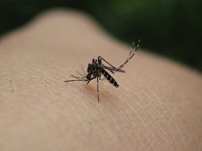 Asian Tiger Mosquito