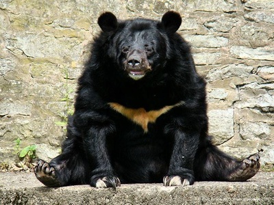 Asiatic Black Bear