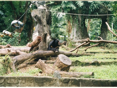 Asiatic Black Bear