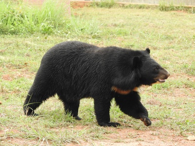 Asiatic Black Bear