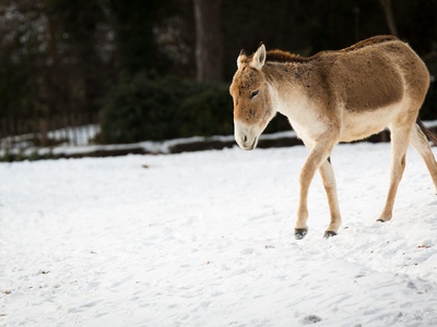 Asiatic Wild Ass (Kulan)