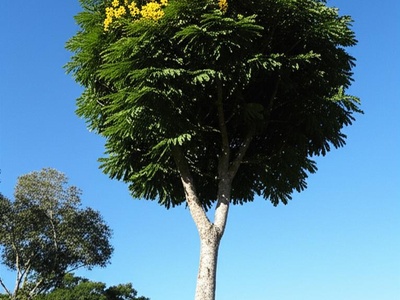 Assu Vochysia