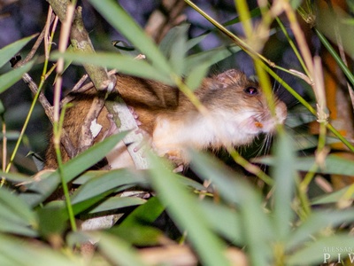 Atlantic bamboo rat