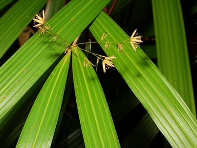 Atlantic Forest Grass
