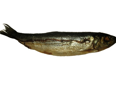 Atlantic herring