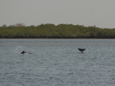 Atlantic Humpback Dolphin