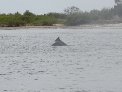 Atlantic Humpback Dolphin