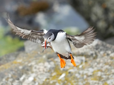 Atlantic Puffin