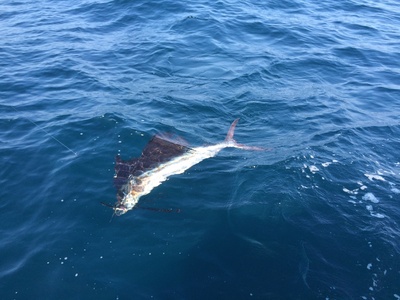 Atlantic sailfish