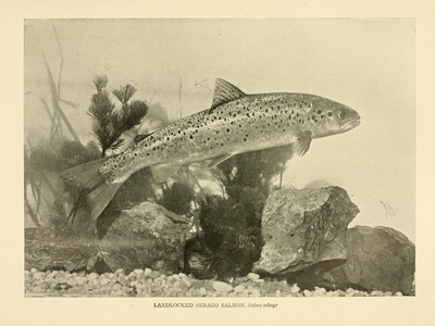 Atlantic salmon