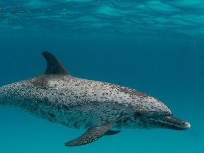 Atlantic spotted dolphin