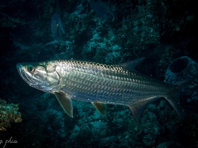 Atlantic tarpon