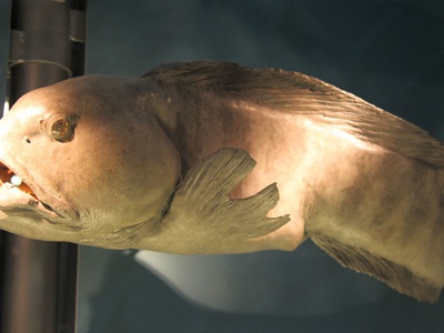 Atlantic wolffish
