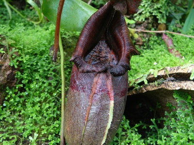 Attenborough's pitcher plant