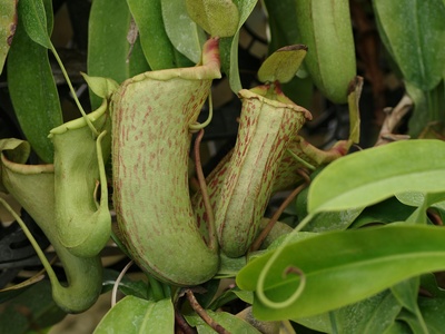 Attenborough's Pitcher Plant