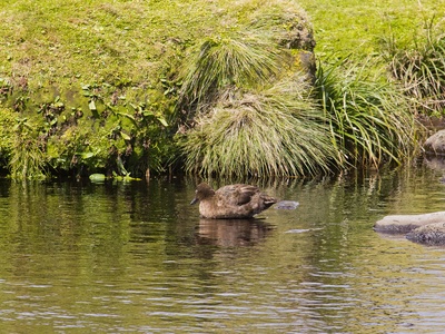 Auckland Island Teal