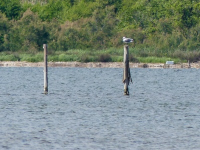 Audouin's Gull