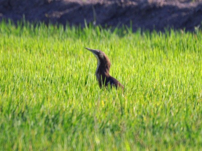 Australasian Bittern