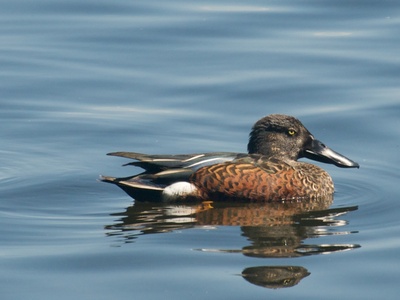 Australasian Shoveler