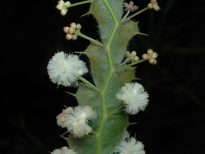 Australian acacia