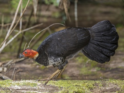 Australian Brushturkey