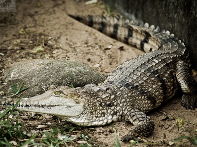 Australian Freshwater Crocodile