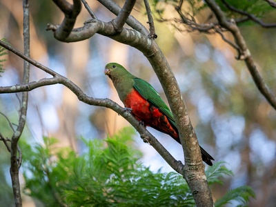 Australian King Parrot