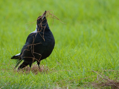 Australian Magpie