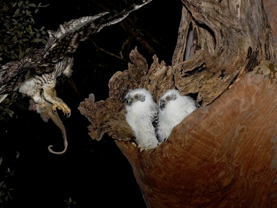 Australian Owlet-nightjar