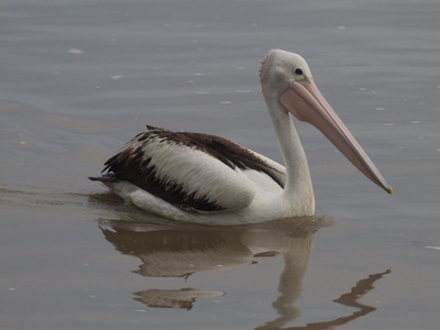 Australian Pelican