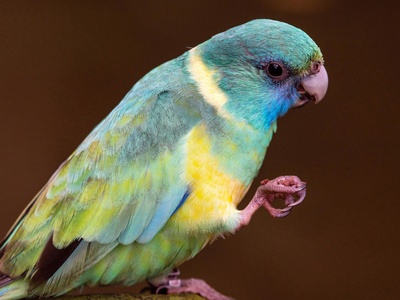 Australian Ringneck