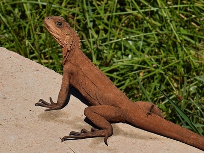 Australian Water Dragon