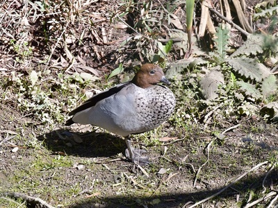 Australian Wood Duck