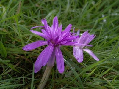 Autumn crocus (meadow saffron)