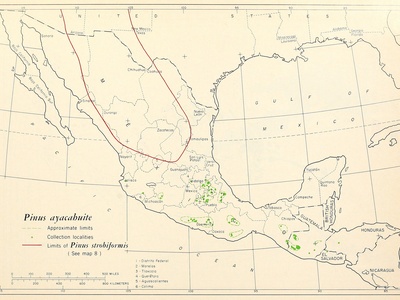 Ayacahuite Pine