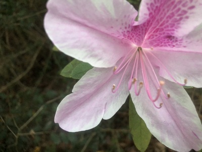 Azalea