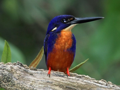 Azure Kingfisher