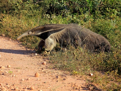 Babirusa