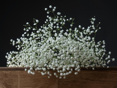 Baby's Breath