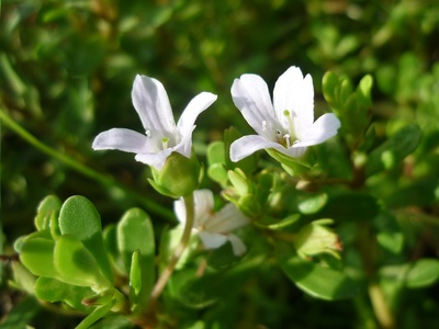 Bacopa