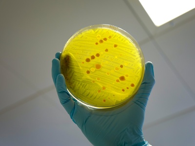 Bacteria