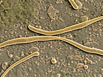 Bacterivorous Nematodes